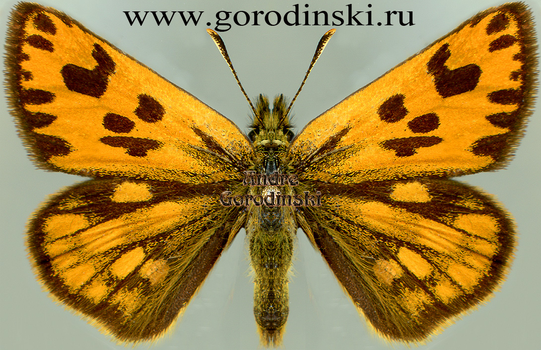 http://www.gorodinski.ru/hesperidae/Carterocephalus houangty houangty.jpg
